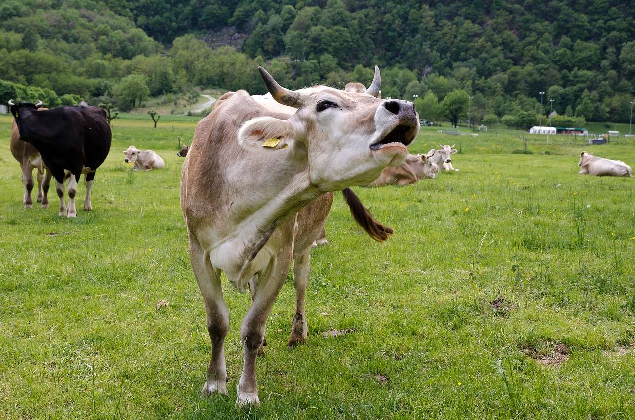 farm  the hay field  livestock free photo