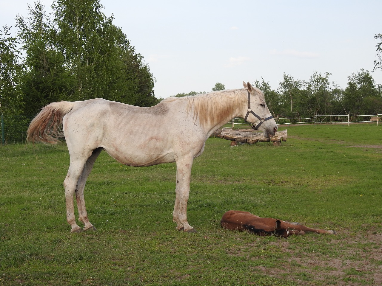 farm  mammals  lawn free photo