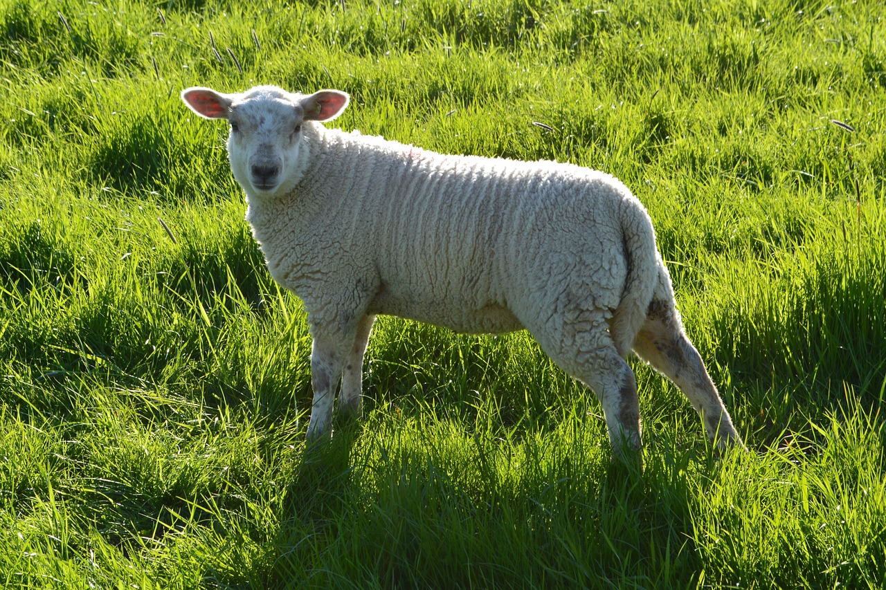 farm  grass  agriculture free photo