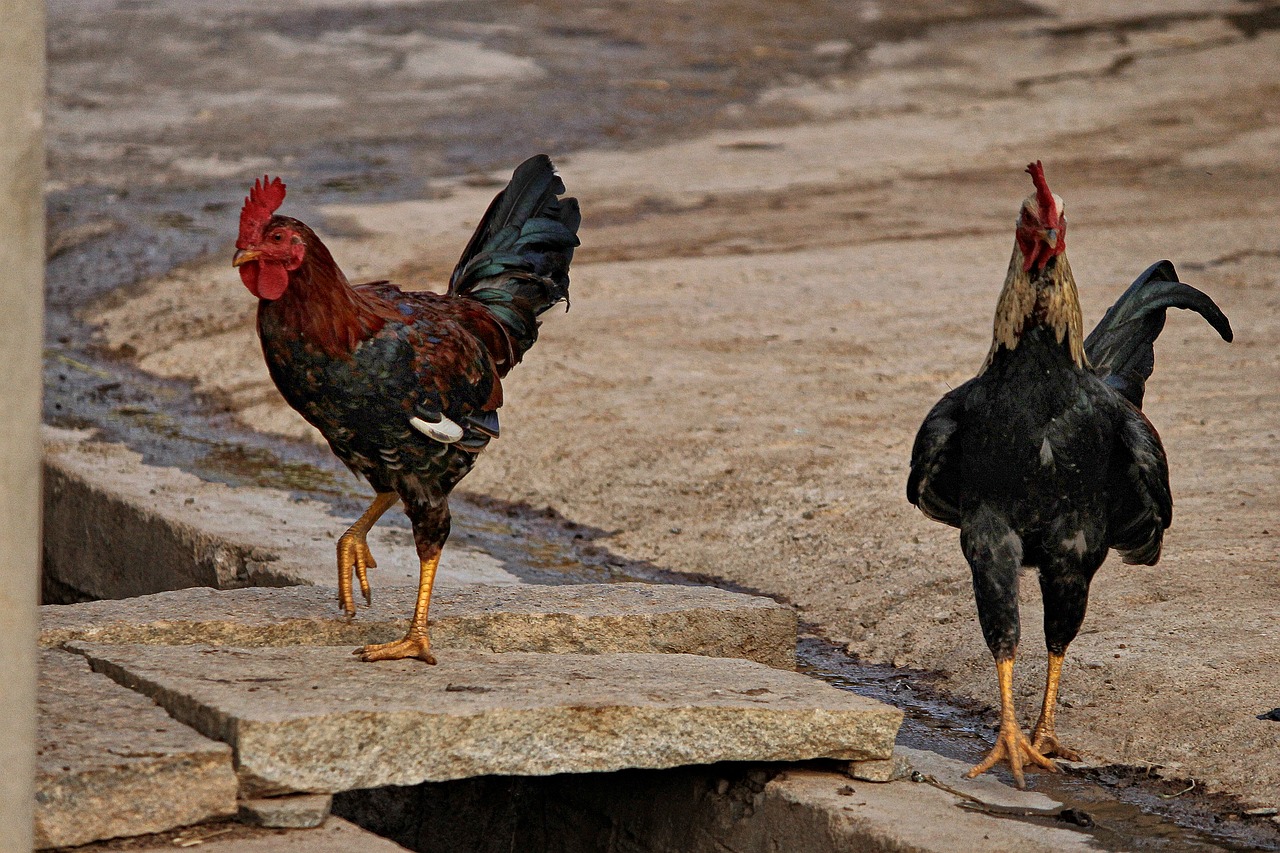 farm  hen  local free photo