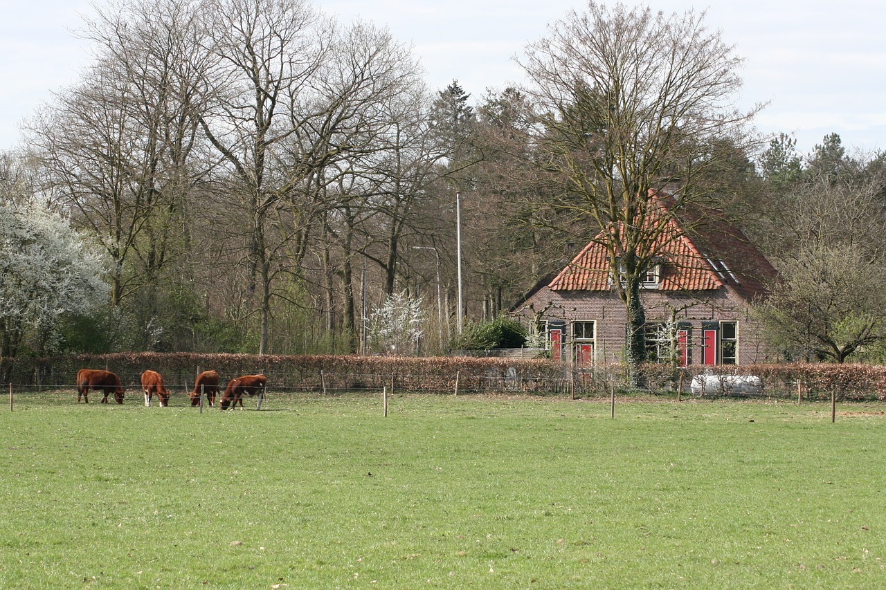 farm  netherlands  countryside free photo