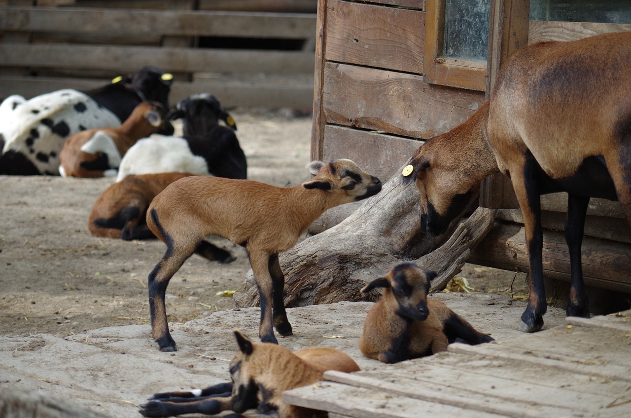 farm  goat  animal free photo