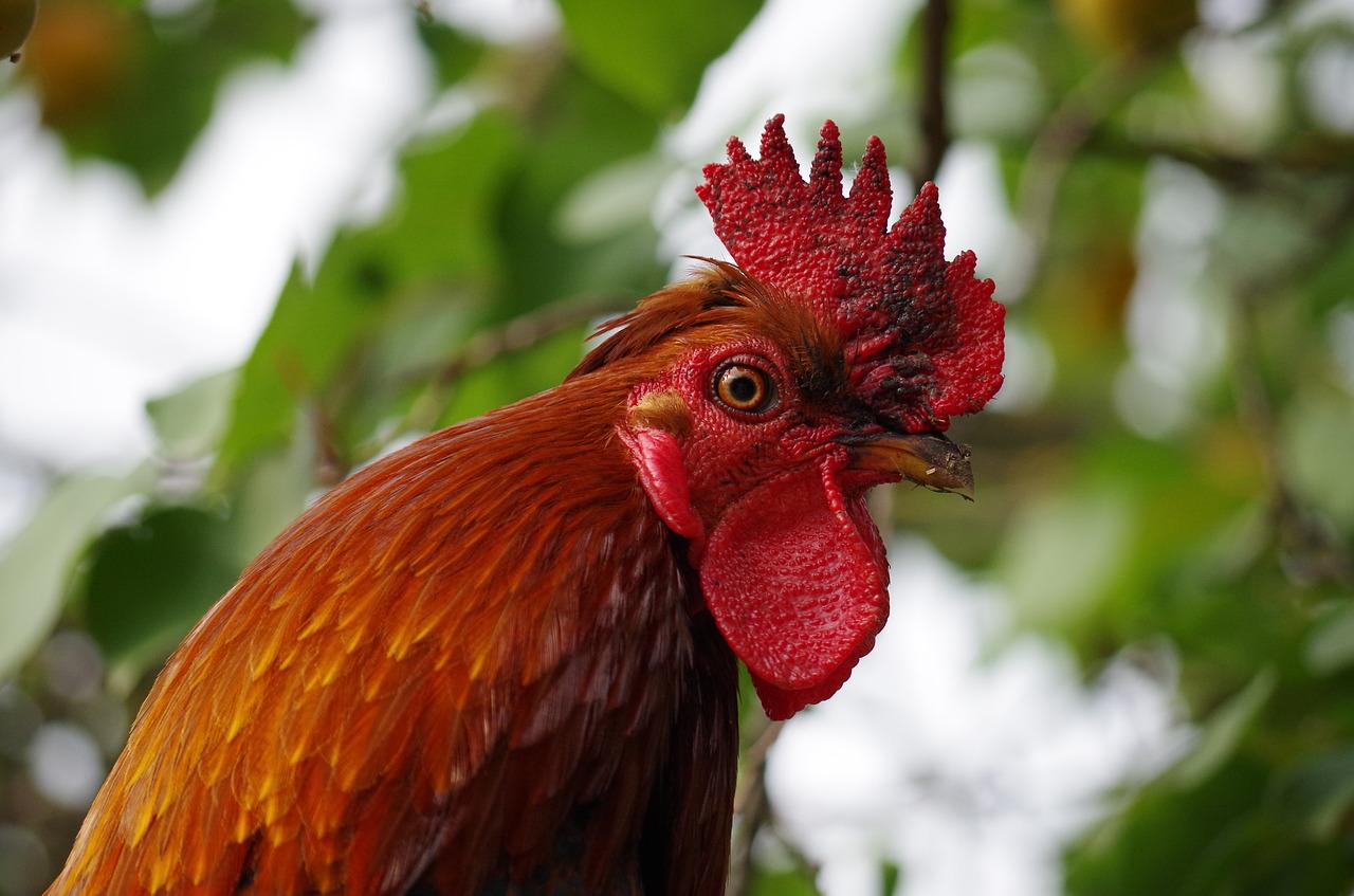 farm  hen  animal free photo