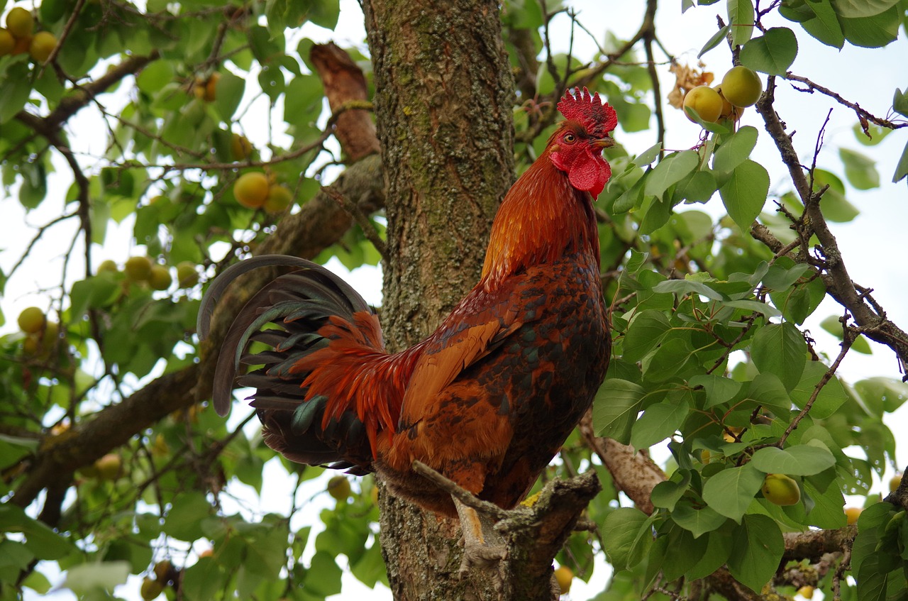 farm  hen  animal free photo