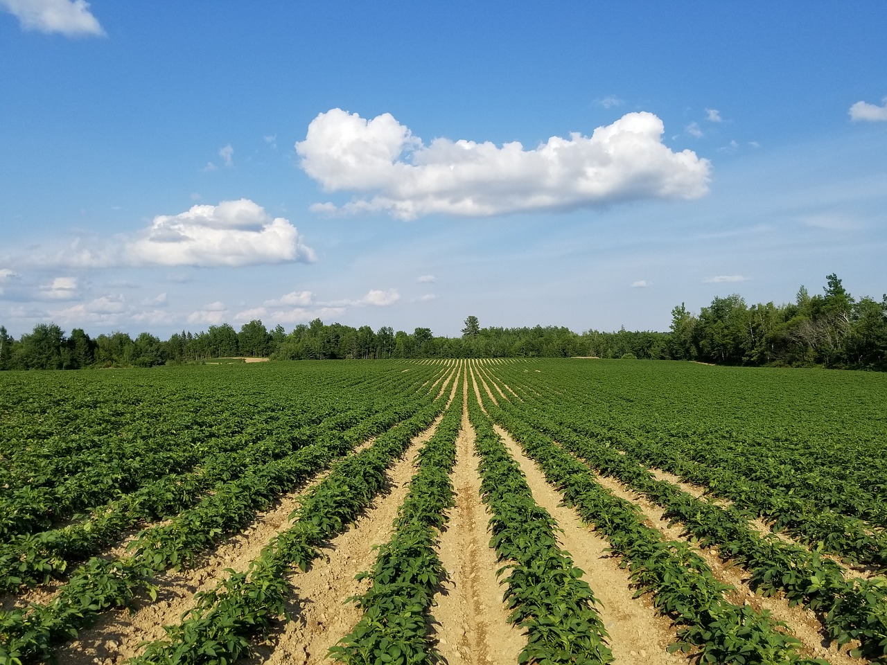 farm  farming  potato free photo