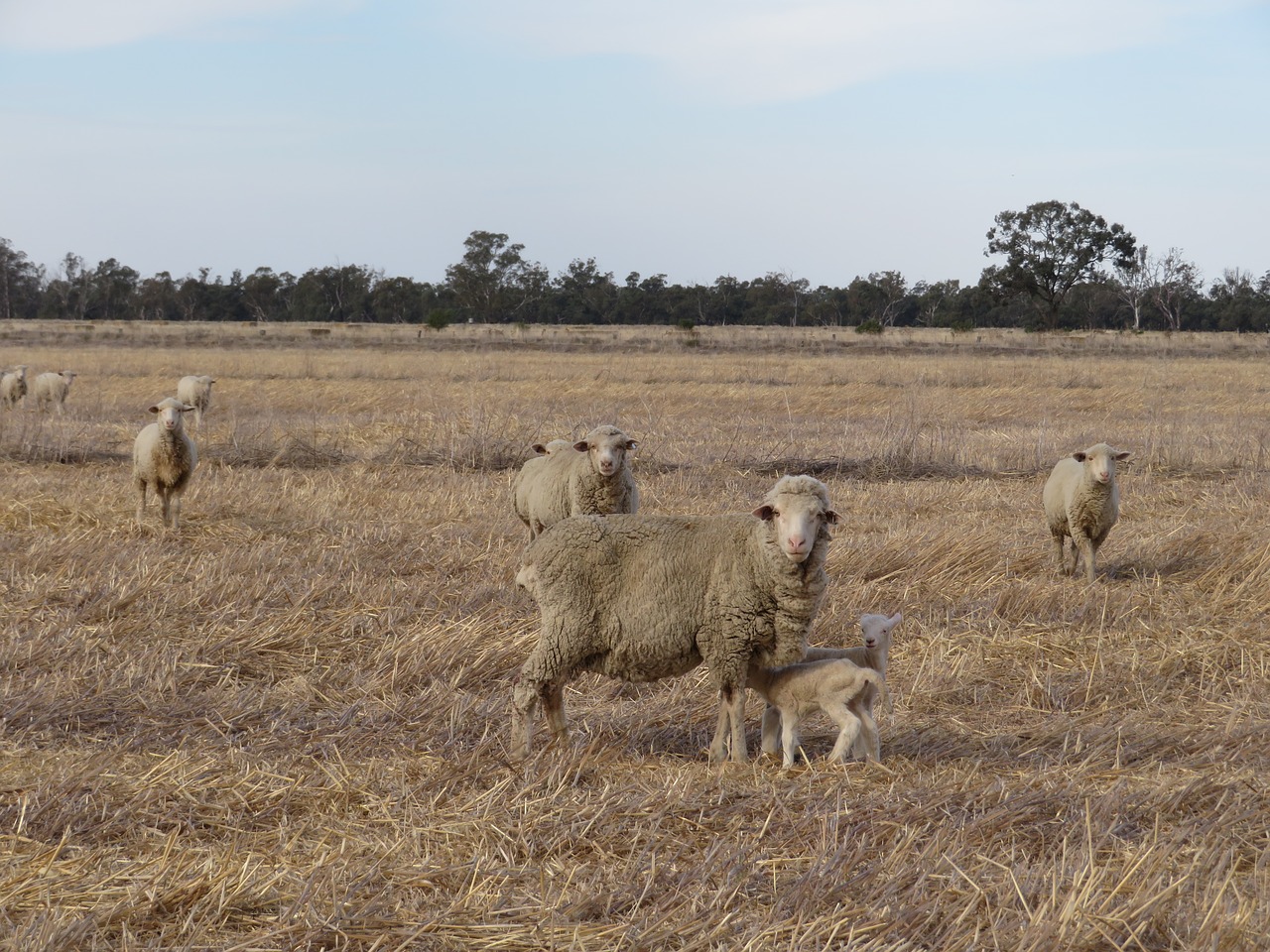 farm  sheep  lamb free photo