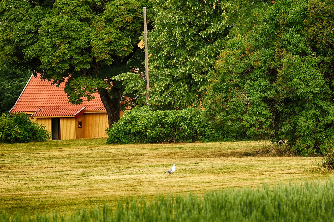 farm  old  seagull free photo