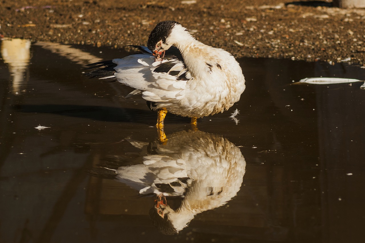 farm  duck  nature free photo