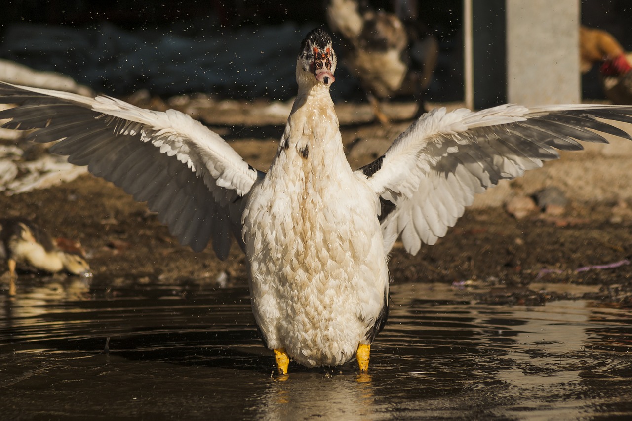 farm  duck  nature free photo