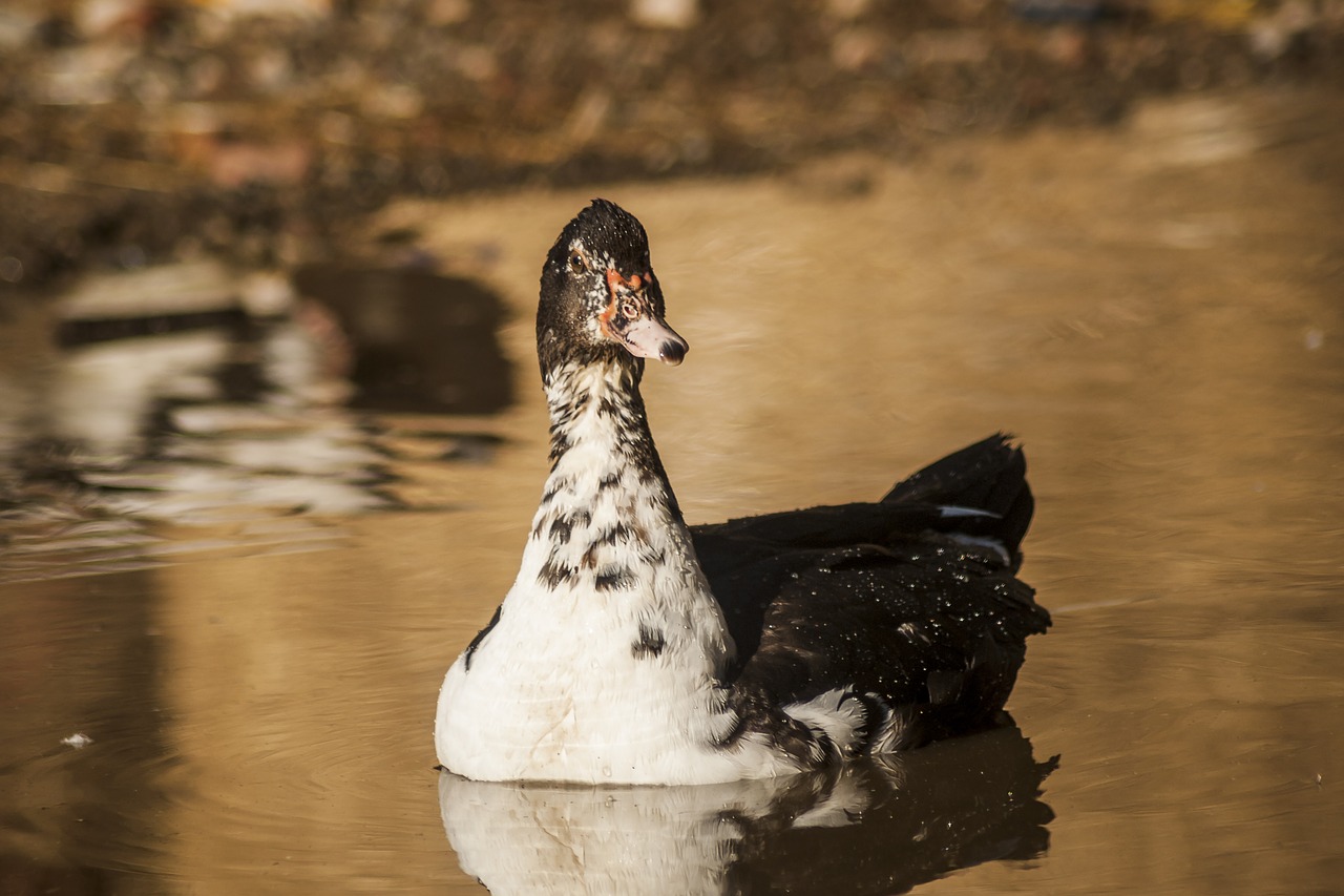 farm  duck  nature free photo