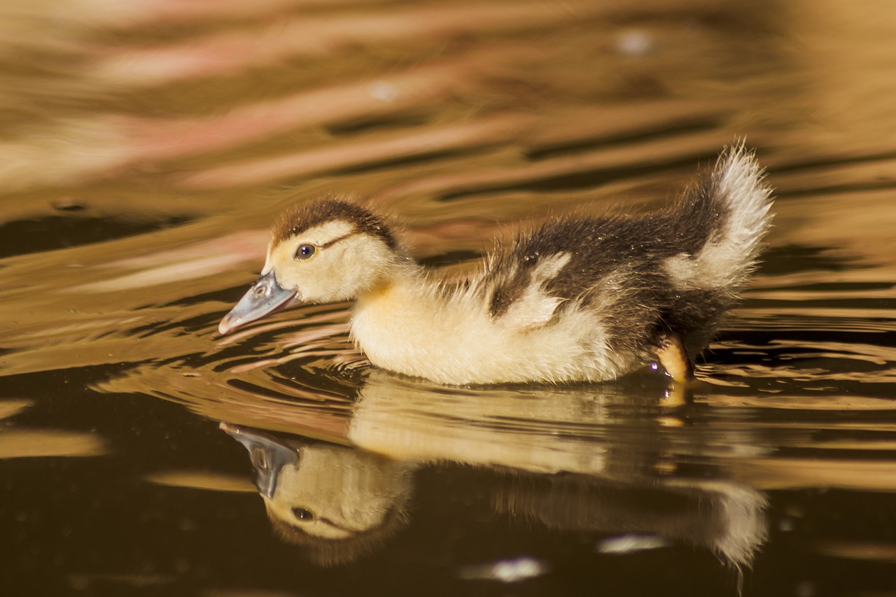 farm  duck  nature free photo