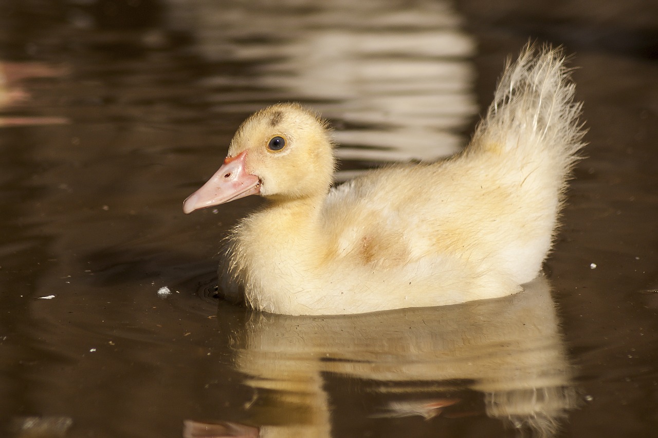 farm  duck  nature free photo