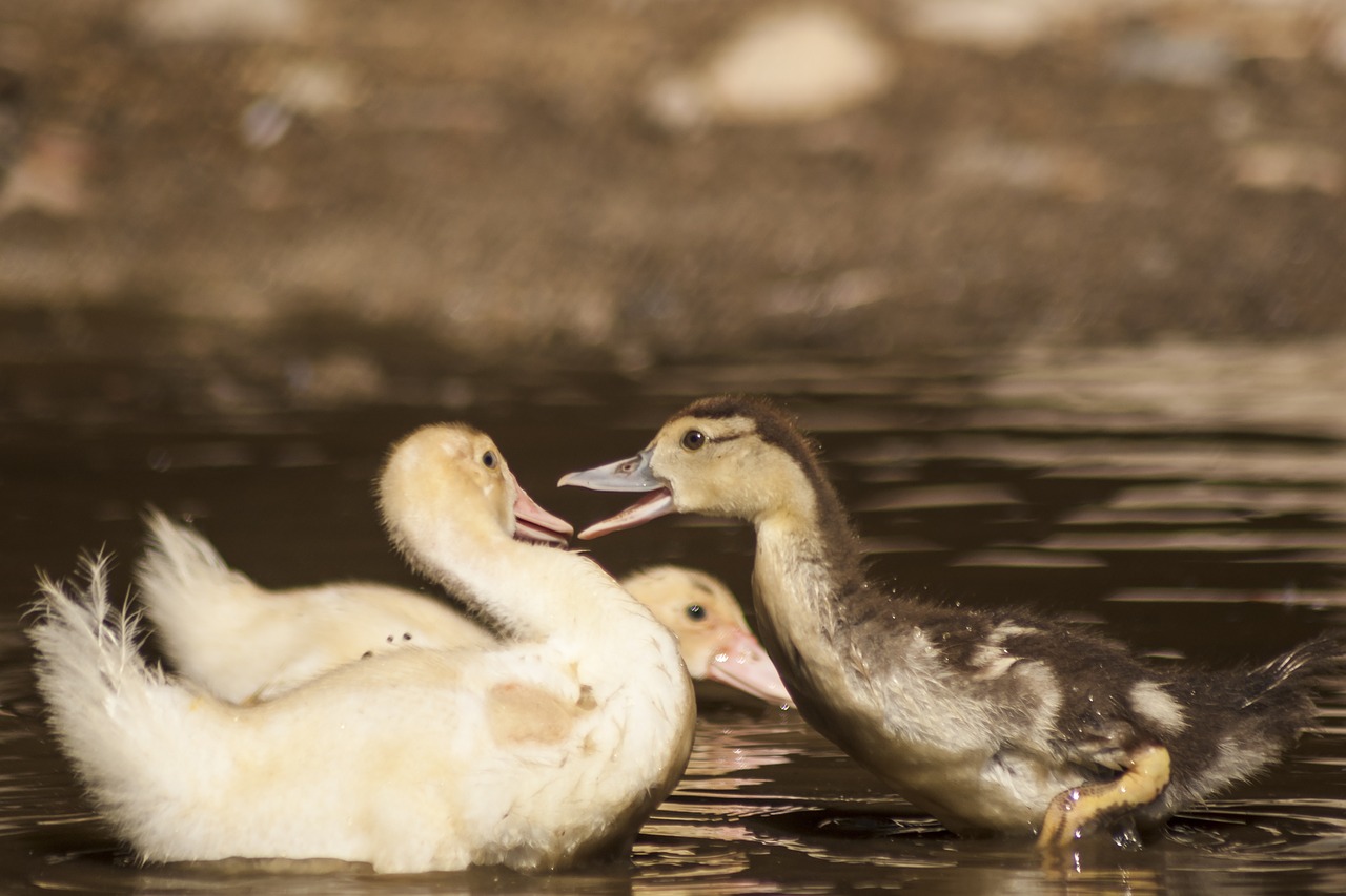 farm  duck  nature free photo