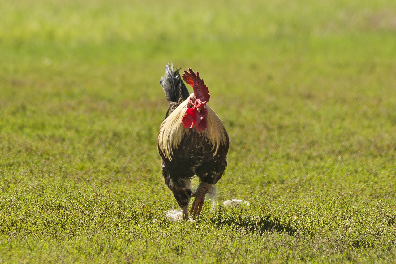 farm  gallo  nature free photo