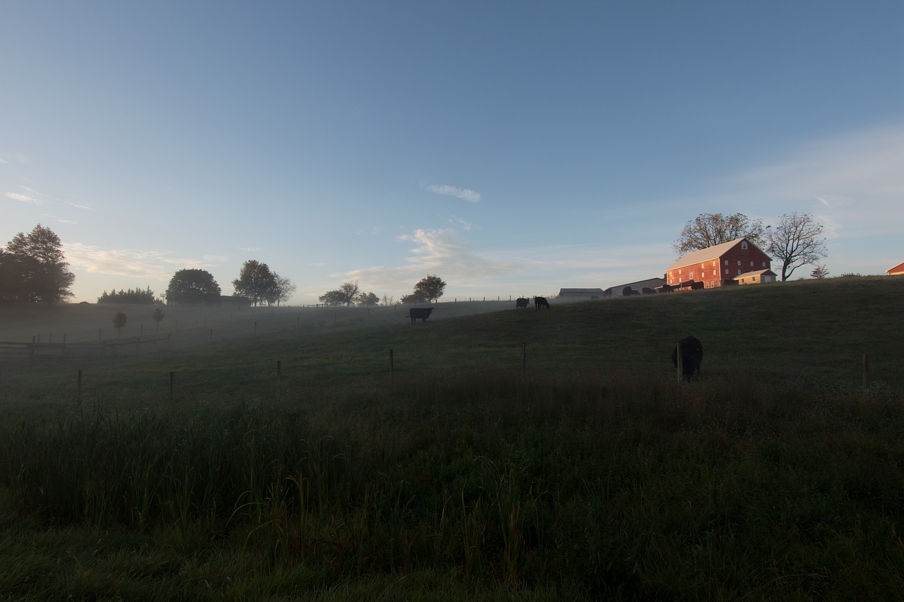 farm  cows  sunrise free photo