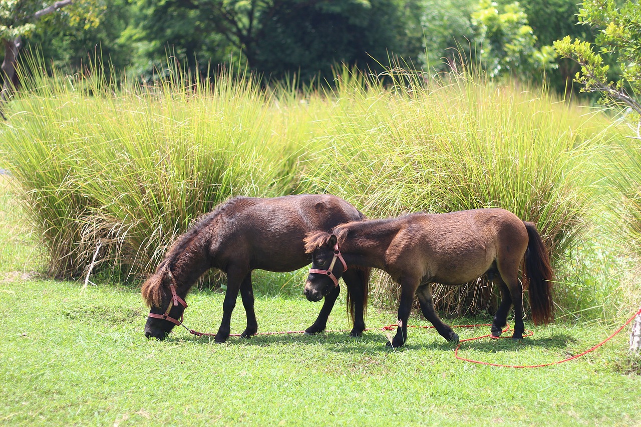 farm  horses  horse free photo