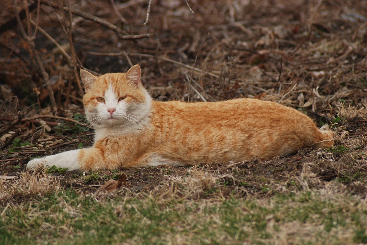 farm  cat  yellow free photo