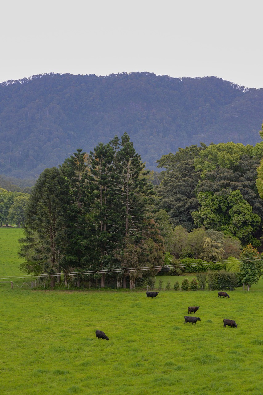 farm  mountain  farmland free photo