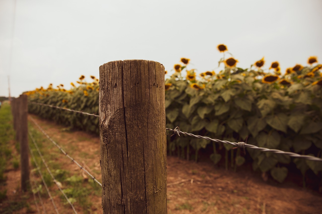 farm  barbed wire  sunflowers free photo