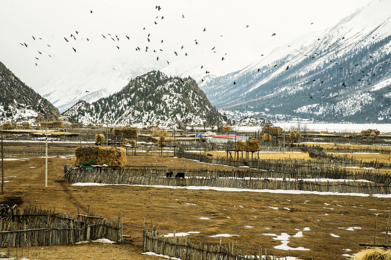 farm  residual snow  crow free photo