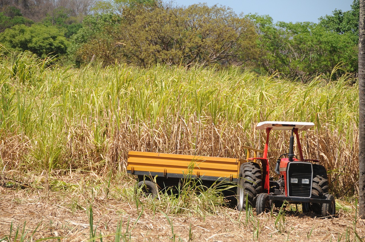 farm green reed bed free photo