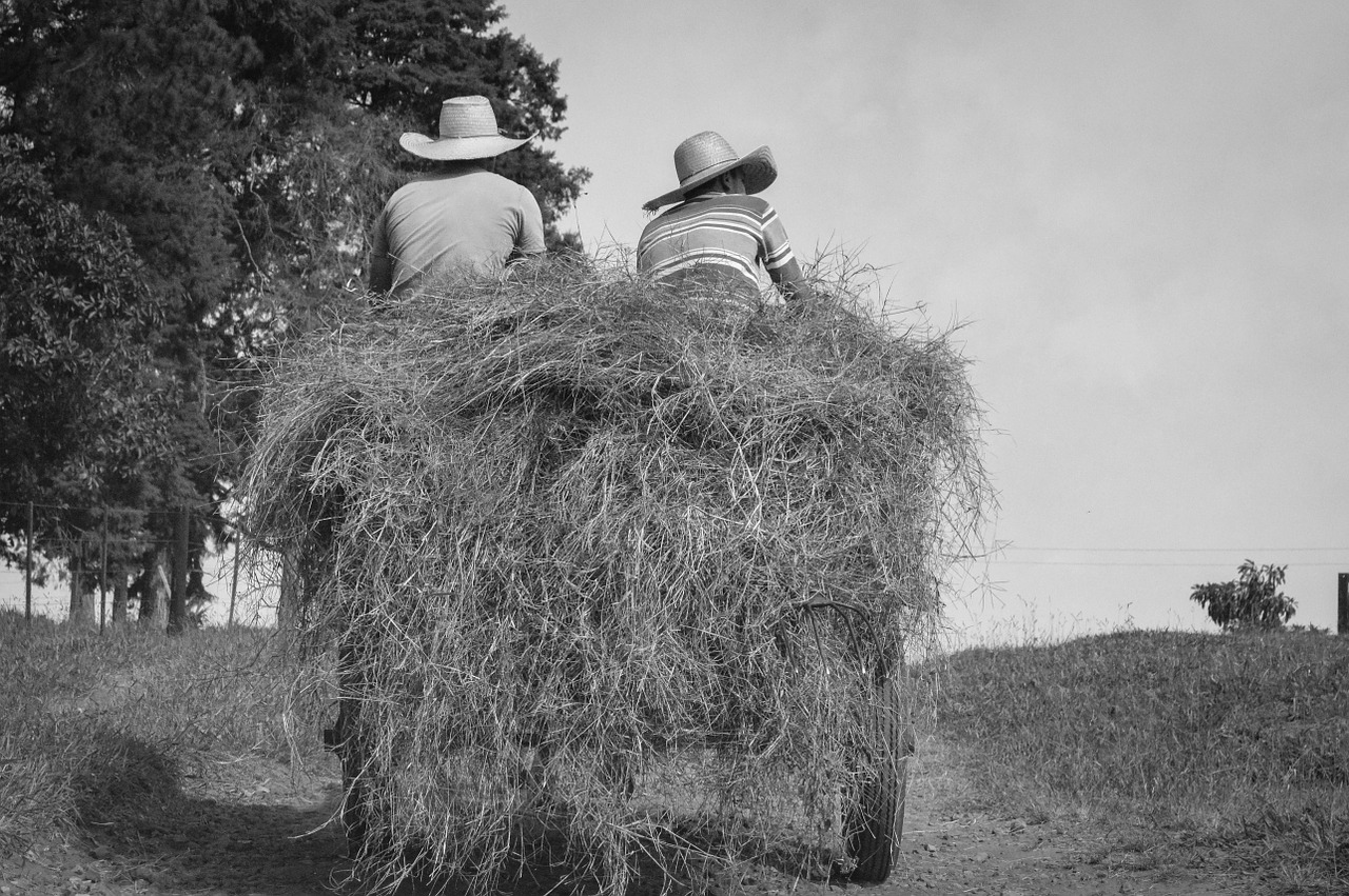 farm buggy wagon free photo