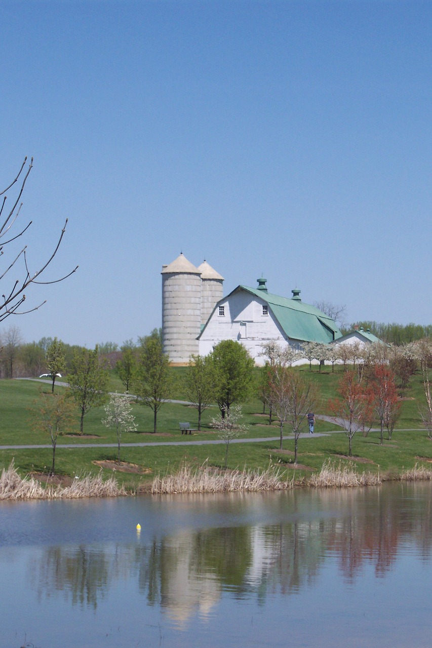 farm dairy pond free photo