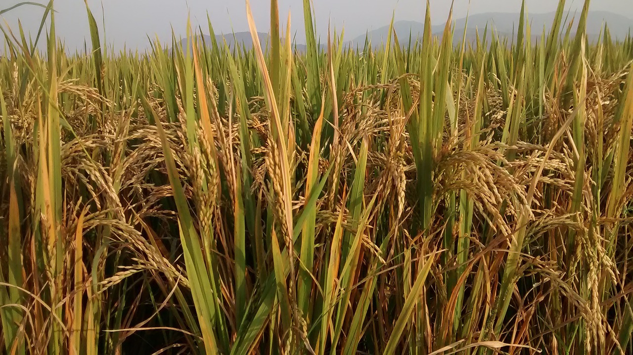 farm green rice free photo