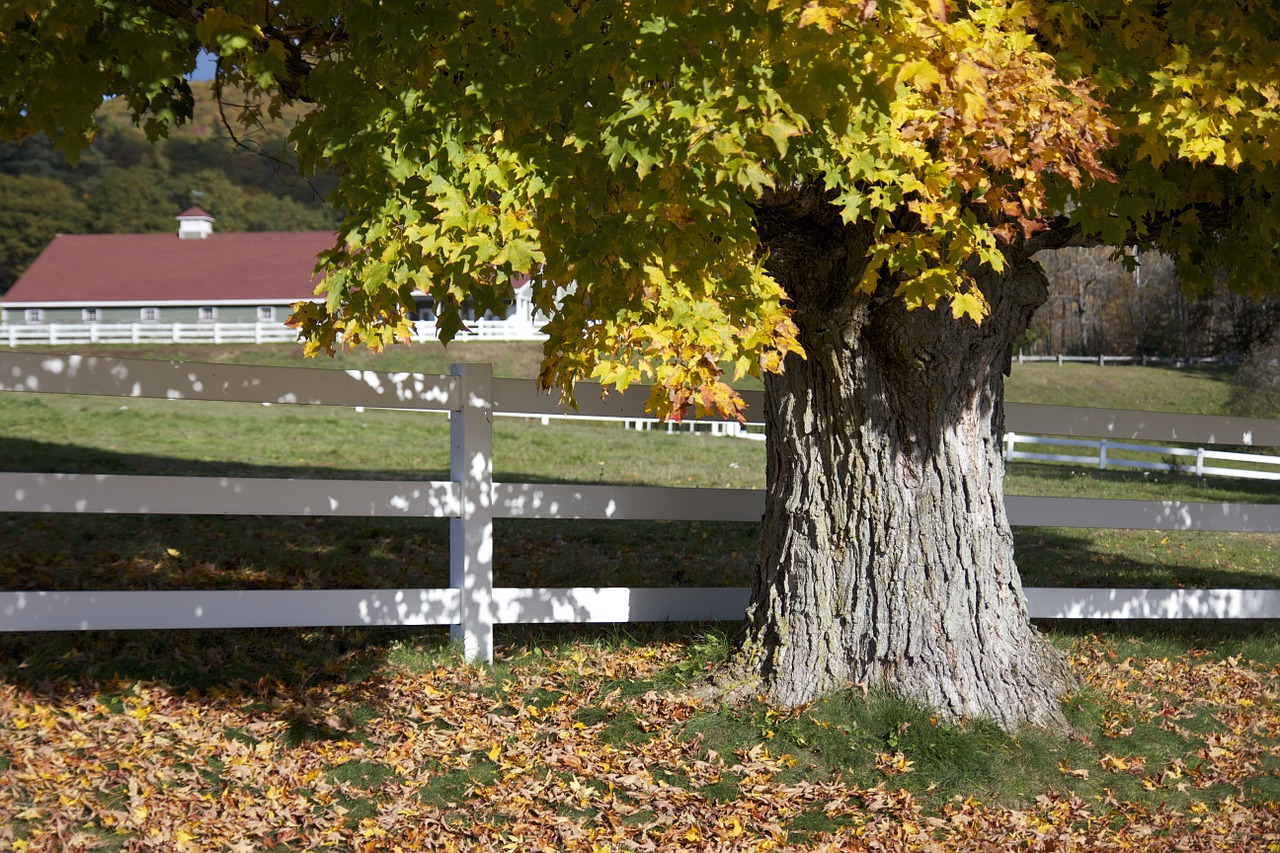 farm fence tree free photo