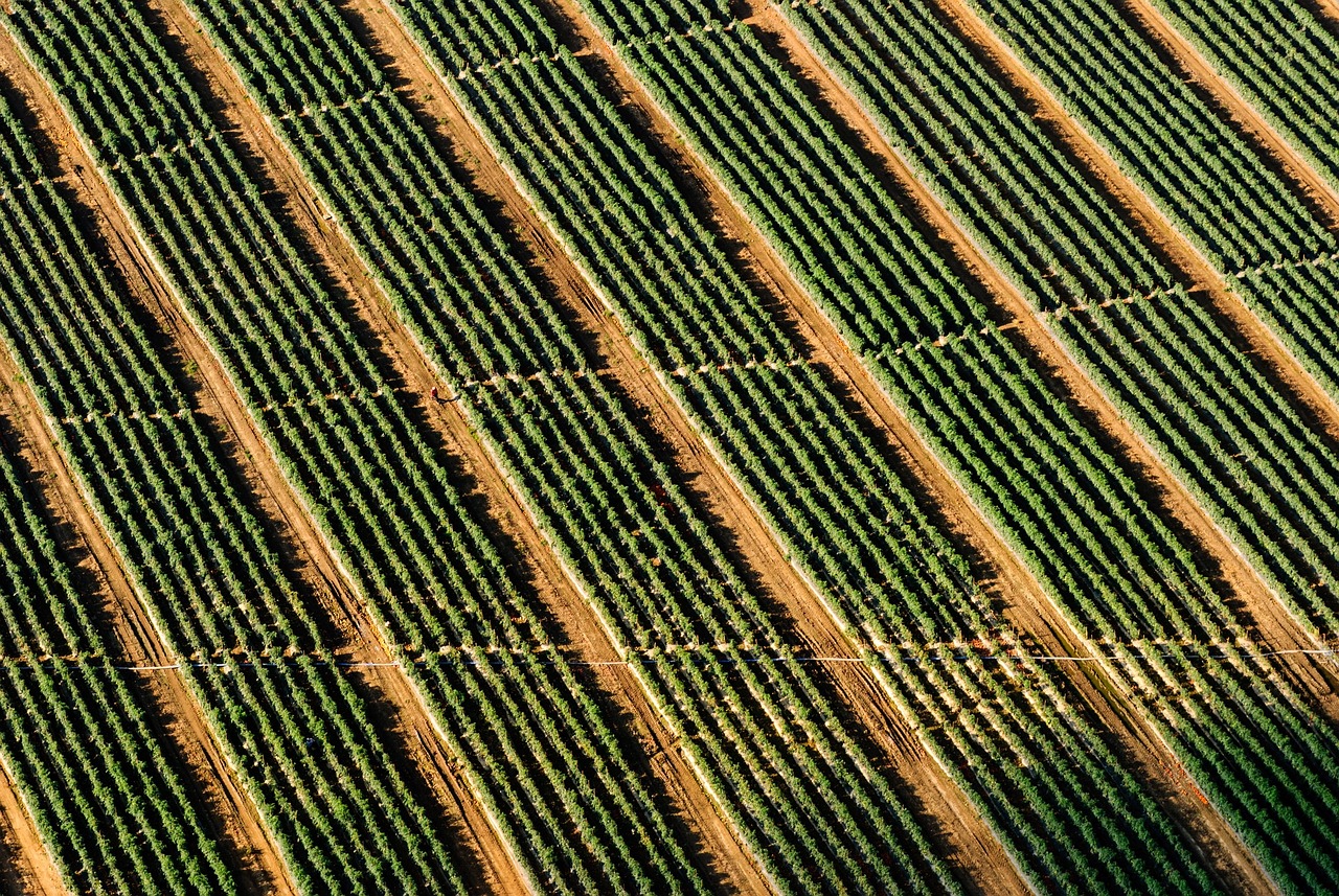 farm fields crops free photo