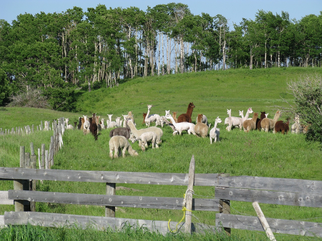 farm alpacas animal free photo