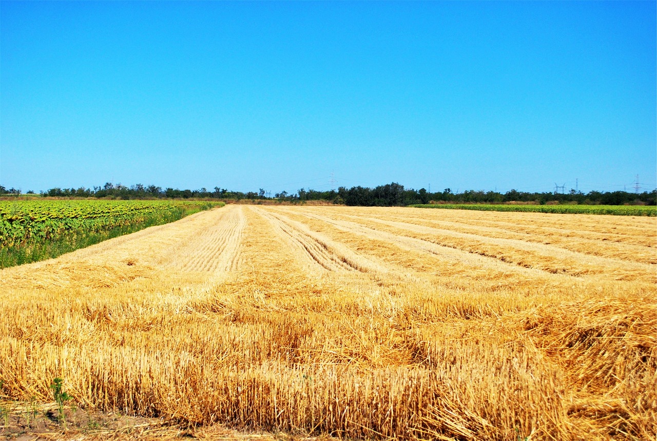 farm fields crops free photo