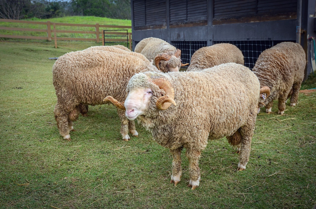 farm animal sheep free photo