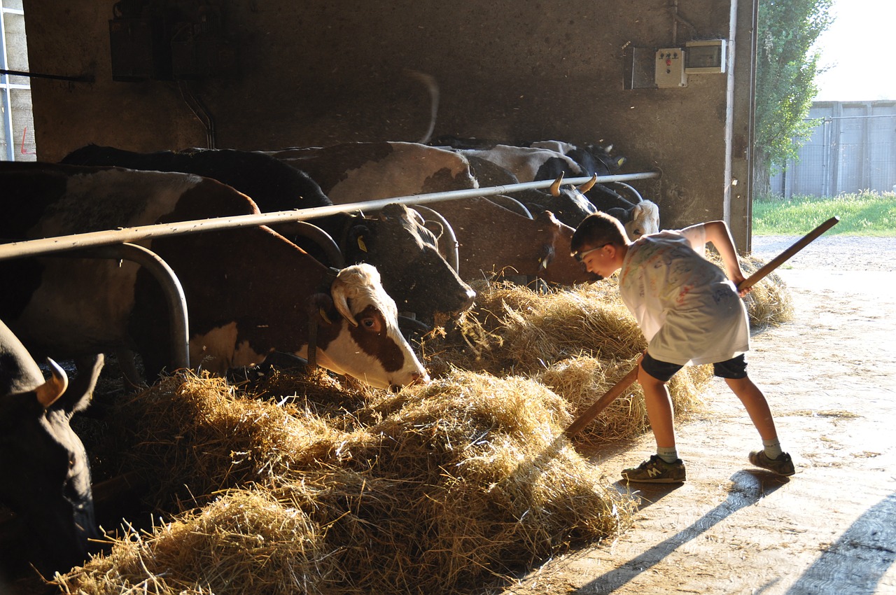 farm hay cow free photo