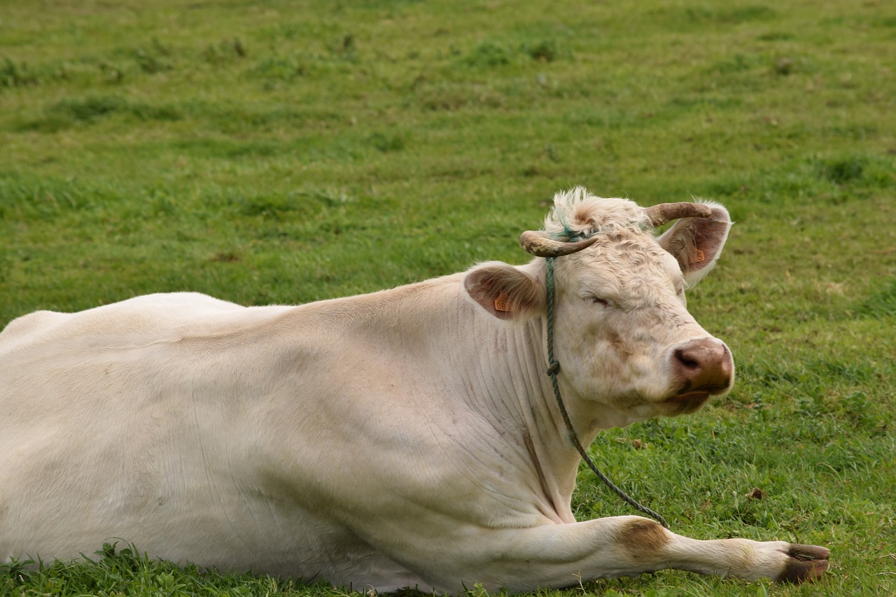 farm animal livestock cow free photo