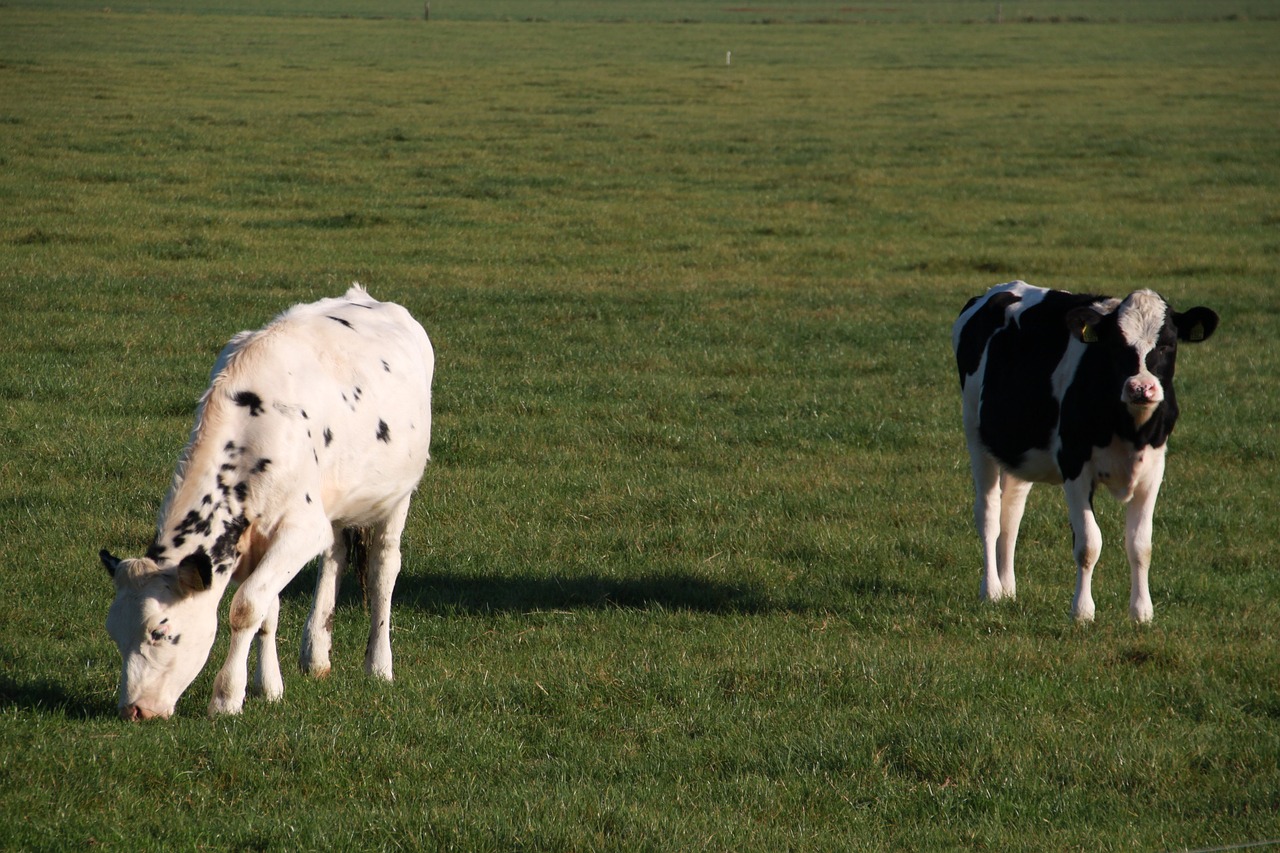 farm animal cow browser free photo