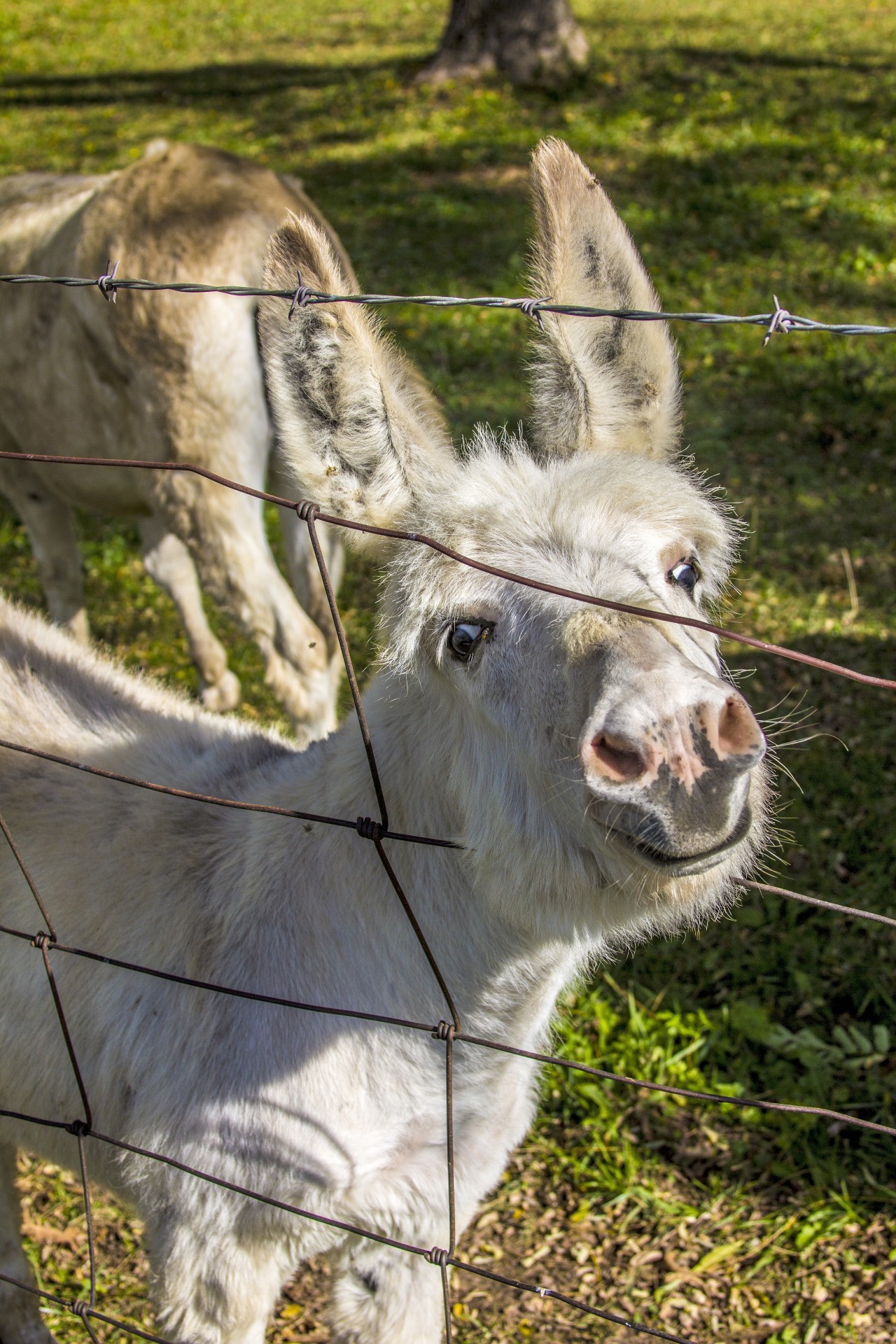 animals farms rural free photo