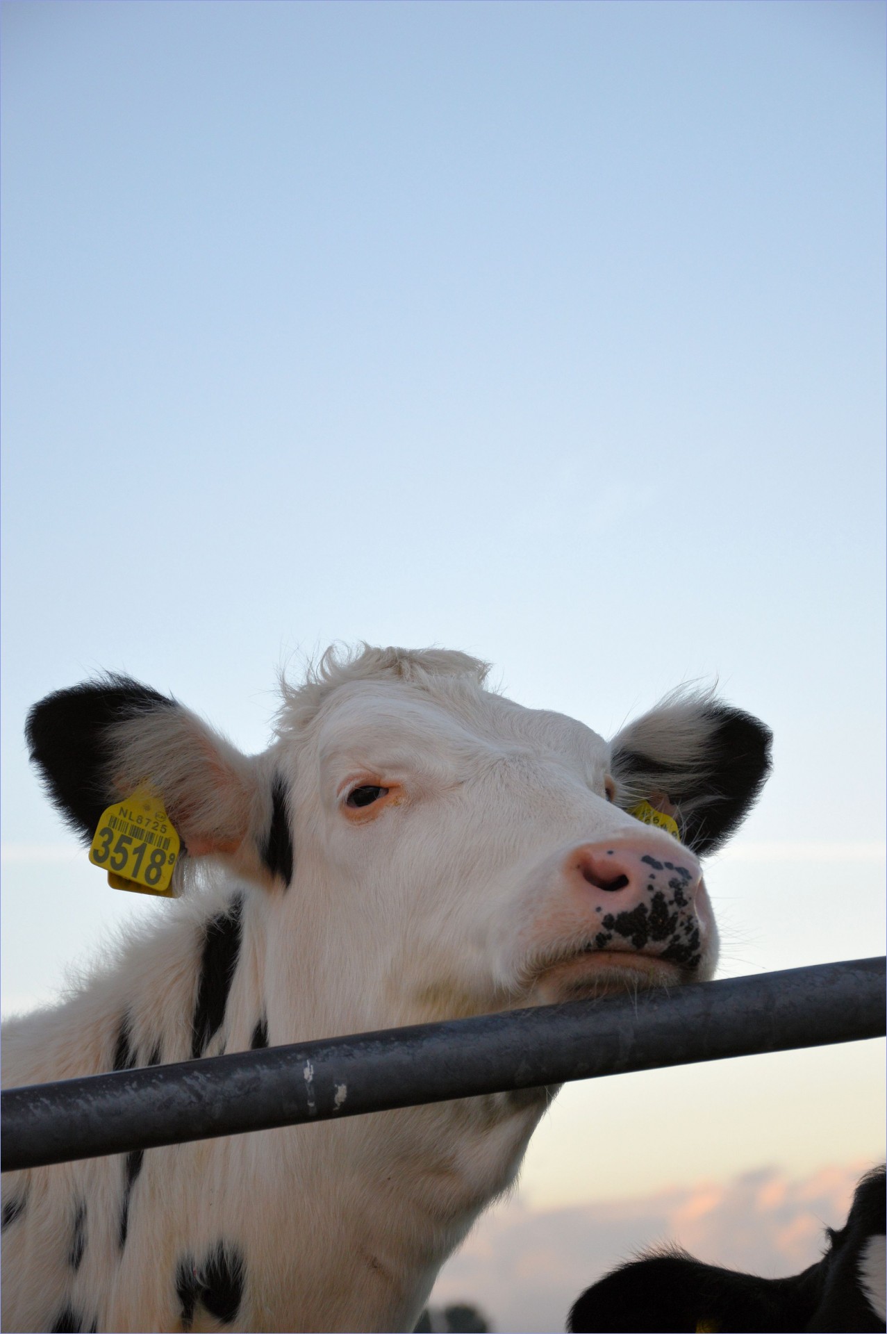 cow bull farm free photo