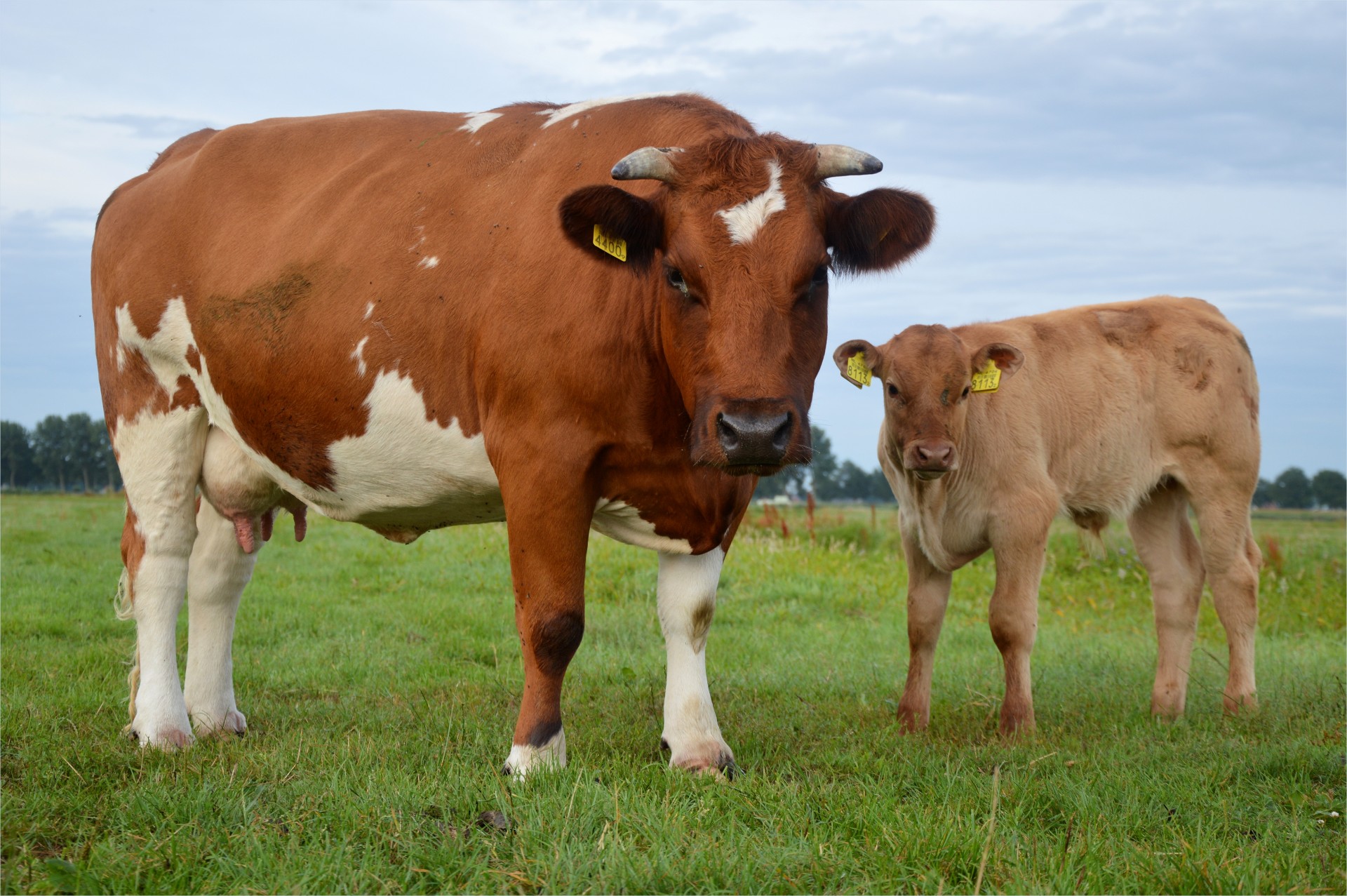 cow bull farm free photo