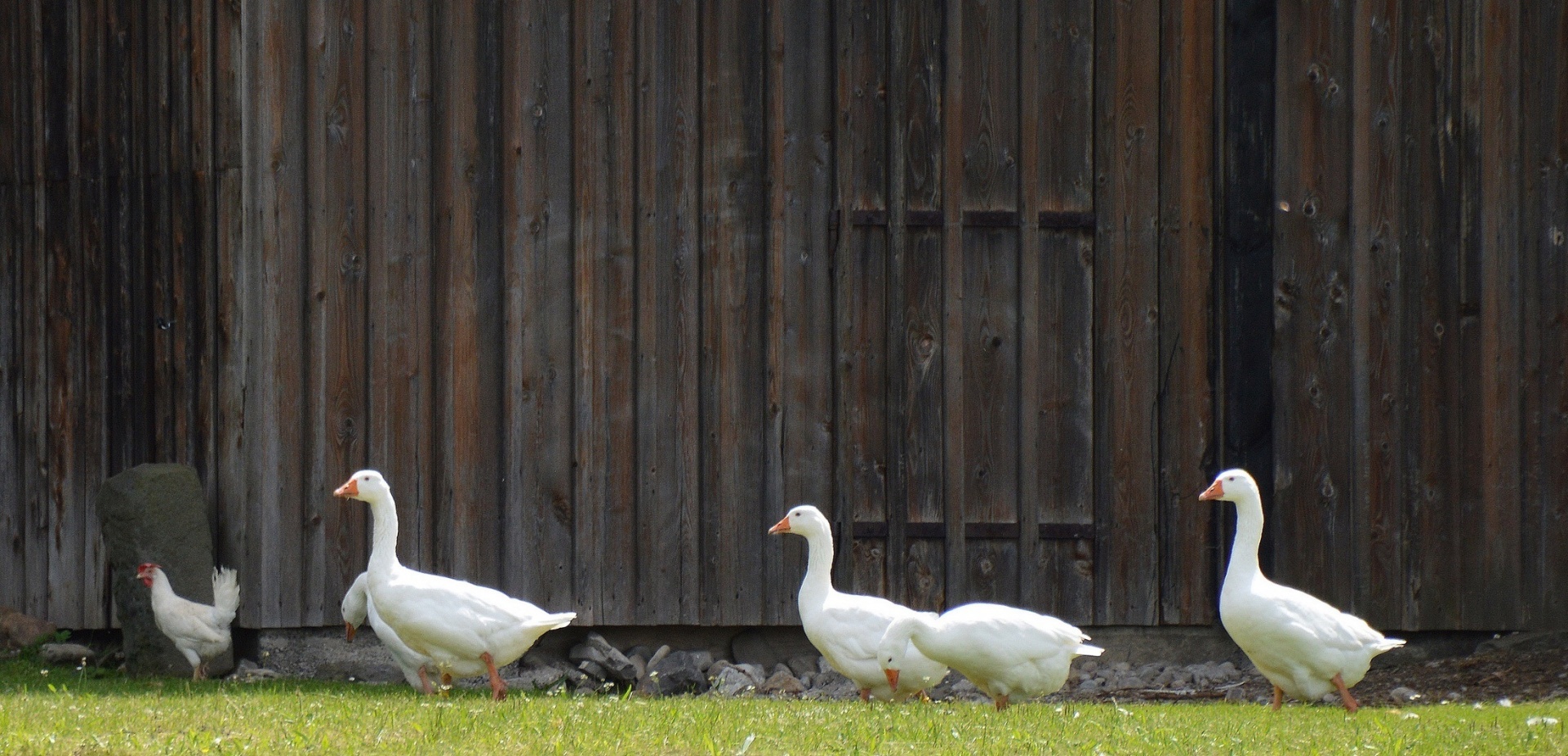 birds farm duck free photo