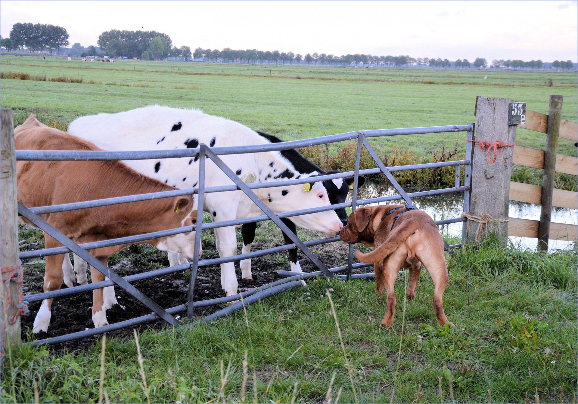 cow bull farm free photo