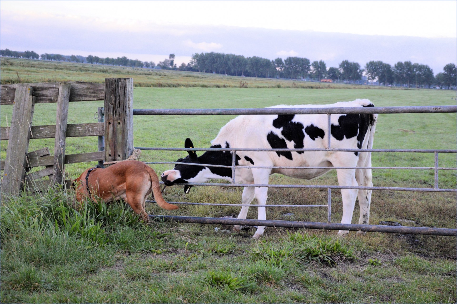 cow bull farm free photo