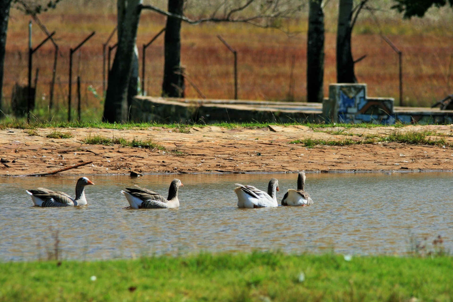dam water geese free photo