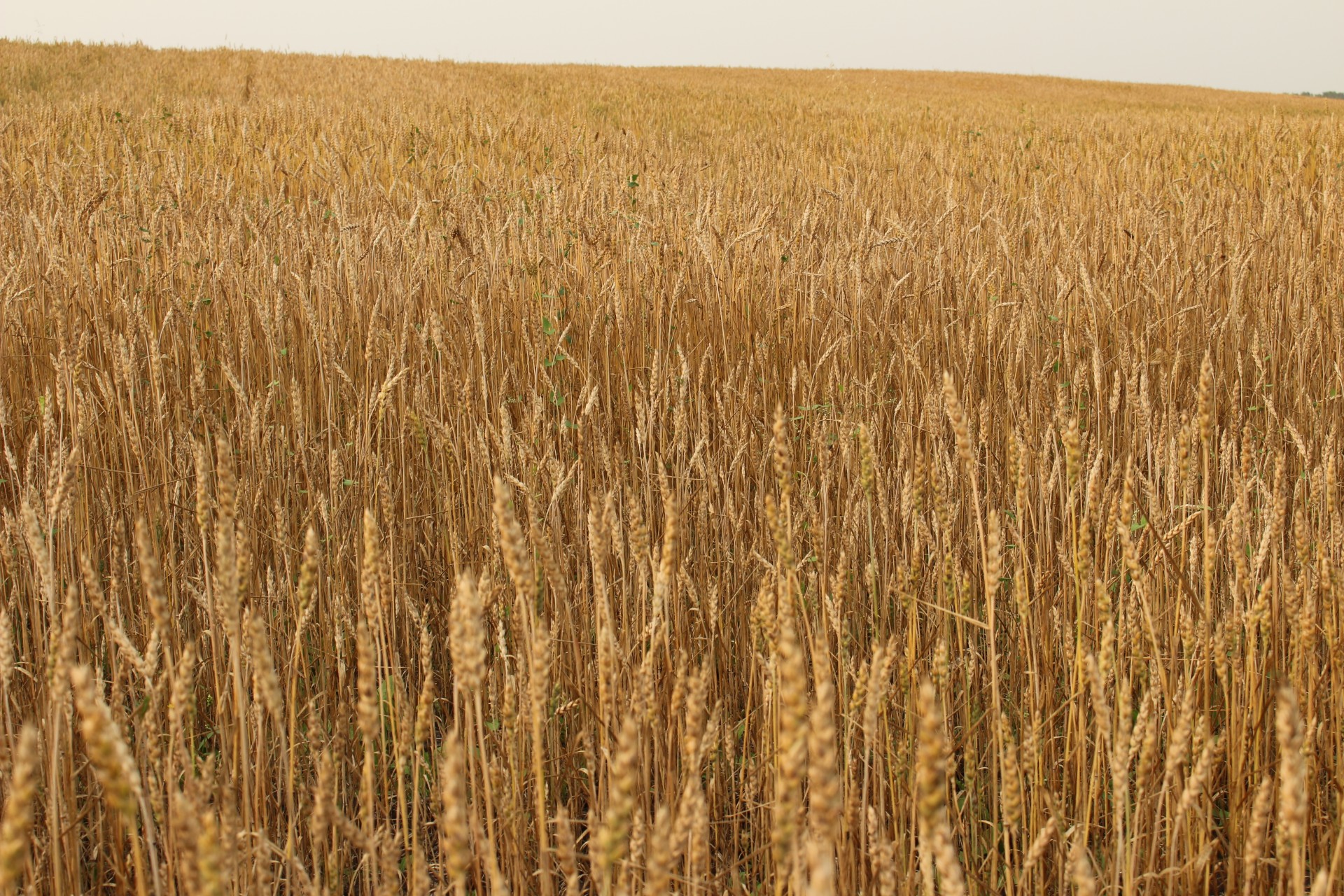 farm field golden free photo