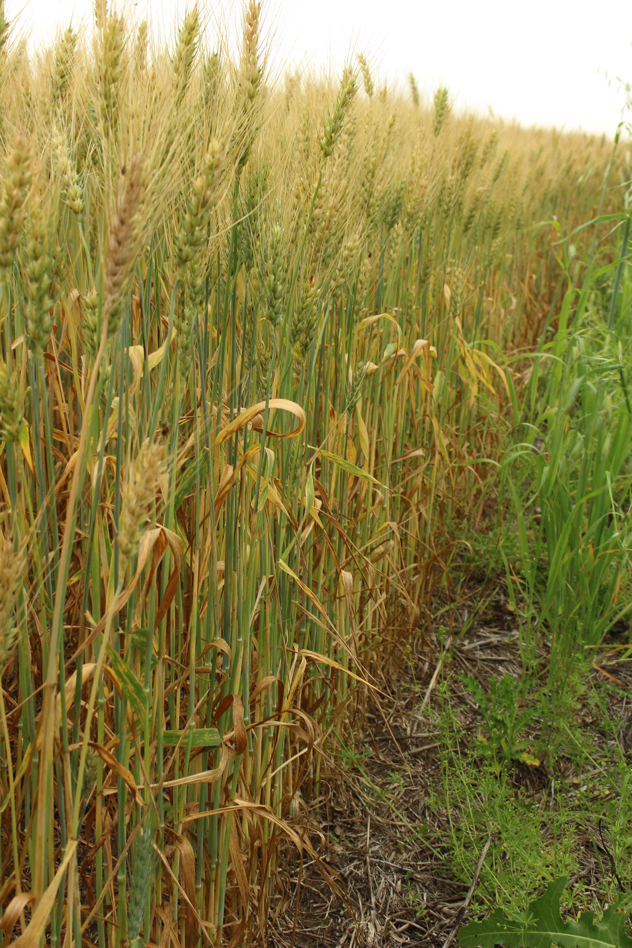 farm field golden free photo