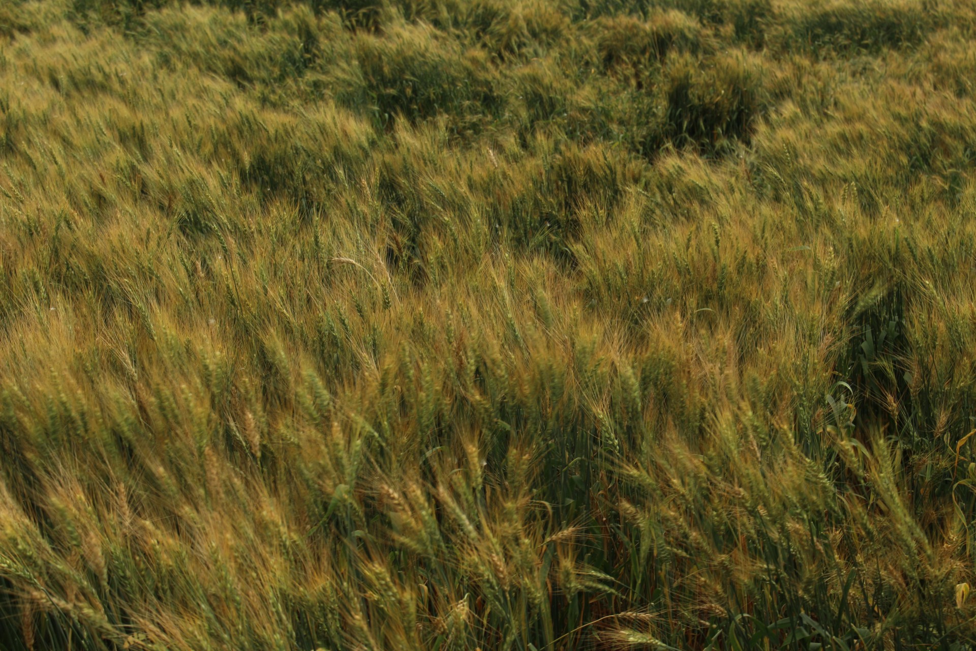 farm field golden free photo