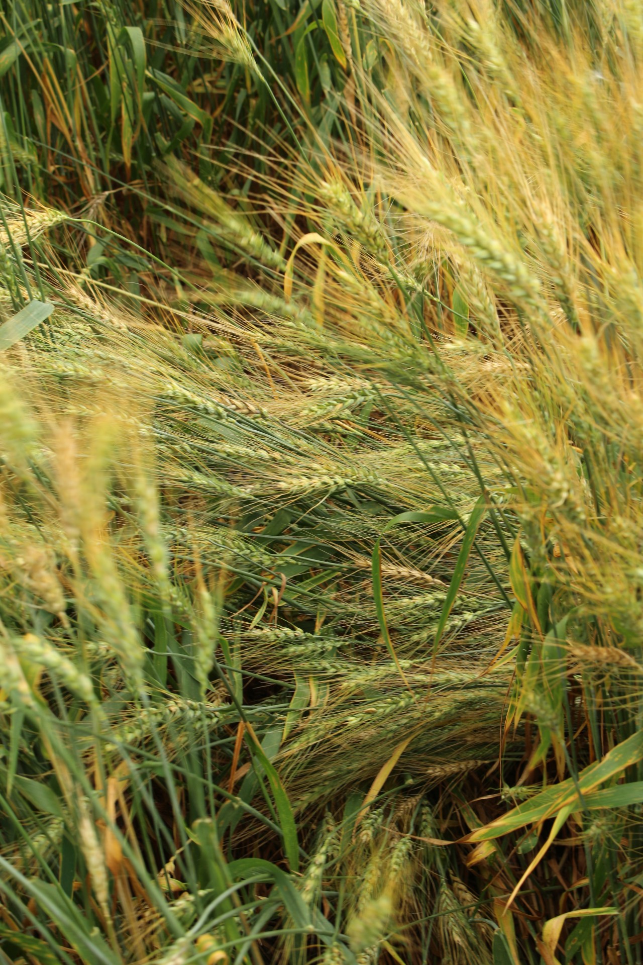 farm field golden free photo