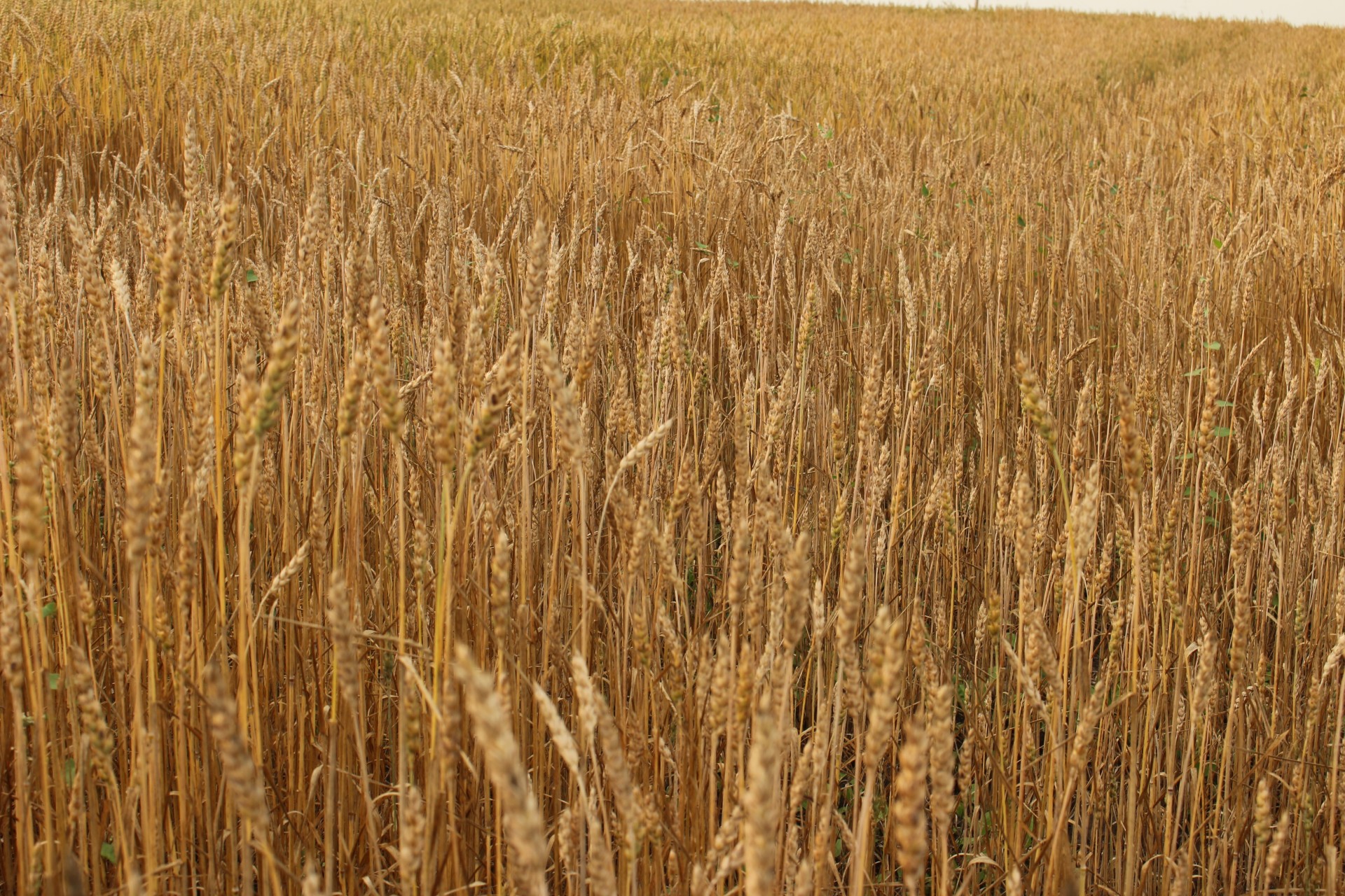 farm field golden free photo