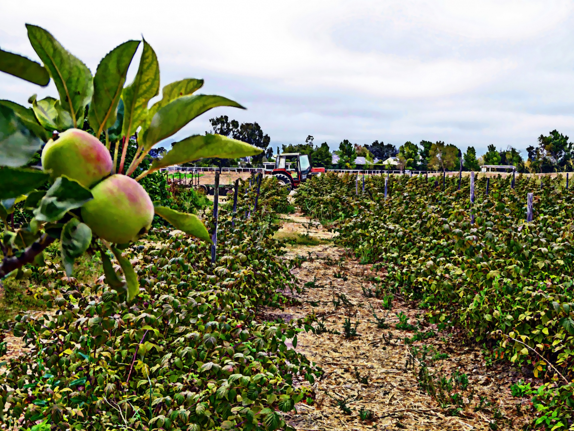 farm farming crops free photo