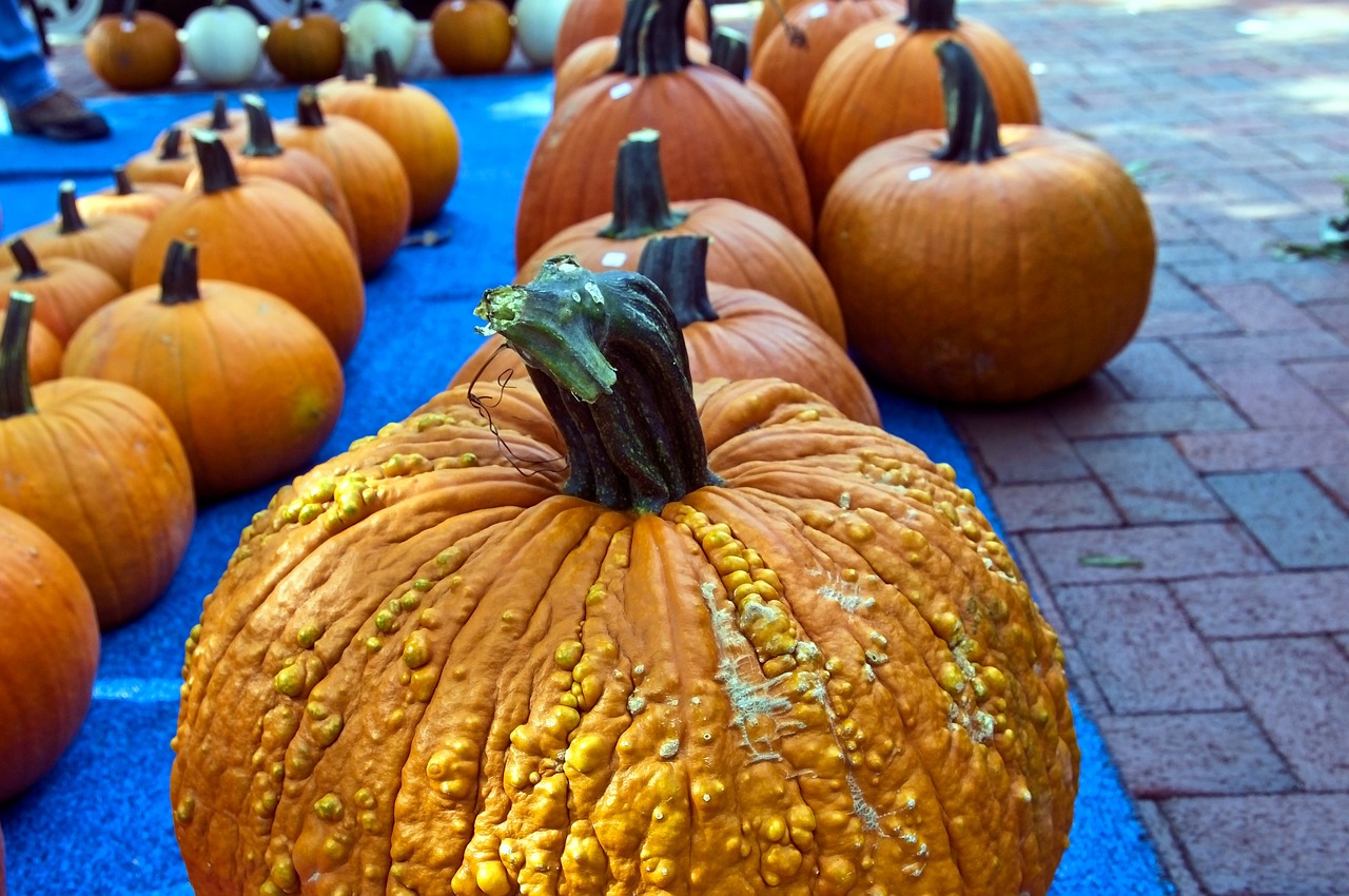 farm fresh pumpkins  pumpkins  harvest free photo